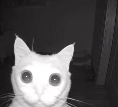 un chat regardant une cctv!